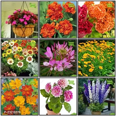 Summer flower seeds, Flower seeds for summer, Seeds for flower in summer season ( 80 seeds ) - 100% Germination-thumb0