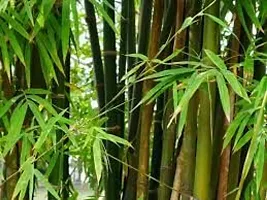 Bamboo seeds combo,High germination (50 seeds)-thumb1