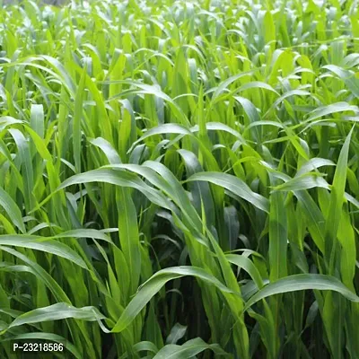 Sorghum sudan grass seeds, Sudan sorghum grass seeds, Best sorghum seeds for sudan grass ( 1000 seeds )-thumb0