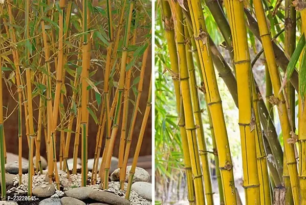 Bamboo plant seeds outdoor (450 seeds)-thumb4