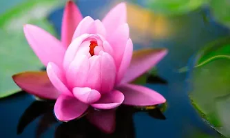 Lotus seeds for planting in pond, Pond planting seeds for lotus flower, 100% germination pond lotus plant seeds ( 10 seeds)-thumb1