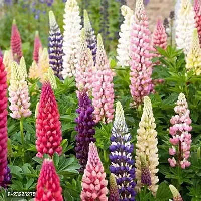 Lupin flower seeds,high germination (40 seeds)