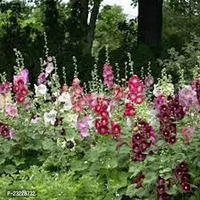 Hollyhock double flower seedshigh germination (18 seeds)-thumb0