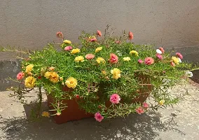 Portulaca double flower plant live multicolour (4 Cuttings Different Colour)-thumb1