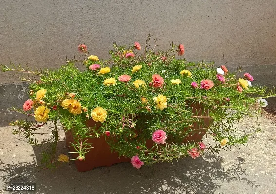 Portulaca double flower plant live multicolour (4 Cuttings Different Colour)-thumb2