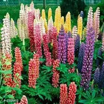 Lupin flower seeds,high germination (35 seeds)-thumb0