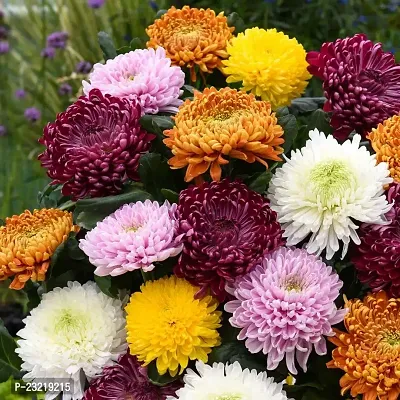 Chrysanthemum flower seeds, Flower seeds for chrysanthemum, Seeds for chrysanthemum flower ( 70 seeds )