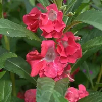 Balsam double mixed flower seeds (120 seeds)-thumb3