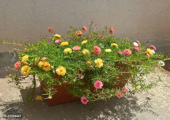 Portulaca double flower plant live multicolour (8 Cuttings Different Colour)-thumb3