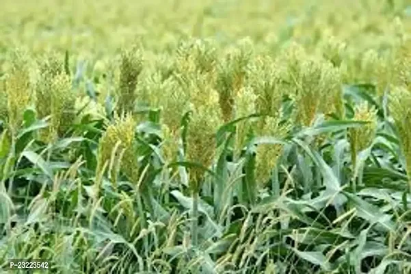 Sorghum sweet sudan grass seeds,grass seeds of sorgum sweet sudan (7000 seeds)-thumb2