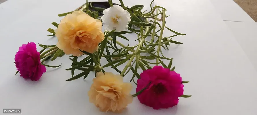 9oclock flower plant live (6 Cuttings Different Colour)