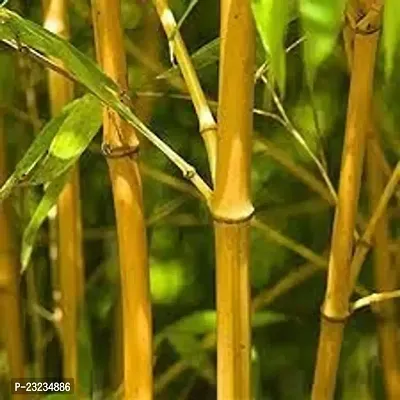 Bamboo seeds for planting,High germination (45 seeds)