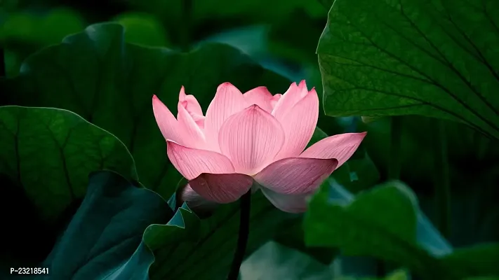 Big size lotus flower seeds, Seeds for lotus flower Big size, 95% germination big size lotus seeds ( 20 seeds)-thumb3