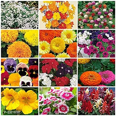 Garden flower seeds, Flower seeds for garden , Seeds for flower in garden ( 80 seeds ) - 100% Germination-thumb0