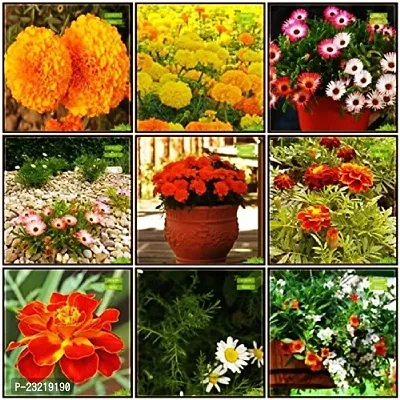 Flower seeds for gardening, Gardening seeds for flower, Gardening flower seeds ( 100 seeds ) - 95% Germination