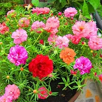 Portulaca double flower plant live multicolour (4 Cuttings Different Colour)-thumb3