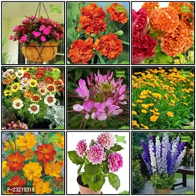 Flower seeds for gardening, Gardening seeds for flower, Gardening flower seeds ( 160 seeds ) - 95% Germination