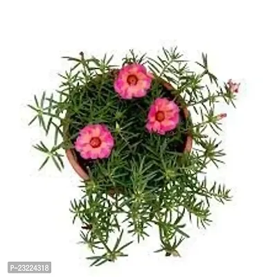 Portulaca double flower plant live multicolour (4 Cuttings Different Colour)-thumb0