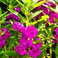 Balsam double mixed flower seeds (120 seeds)-thumb2