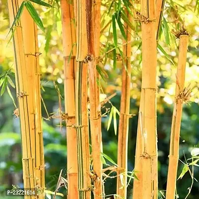 Bamboo plant seeds outdoor (500 seeds)