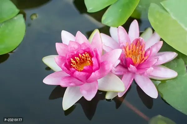 Lotus seeds for planting in water, Water planting seeds for lotus flower, 100% germination water lotus plant seeds ( 12 seeds)