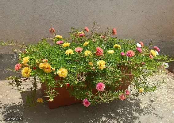 Portulaca double flower plant live multicolour (10 Cuttings Different Colour)-thumb3