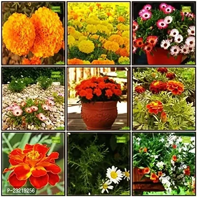 Flower seeds for home garden, Home garden flower seeds , Seeds for flower in home garden ( 120 seeds ) - 100% Germination