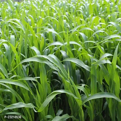Sudan grass seed, Grass seeds sudan, Best seeds for sudan grass ( 1000 seeds )-thumb0