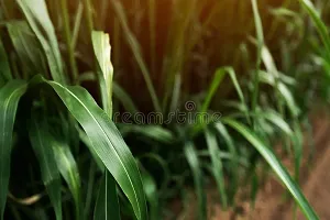 Sorghum sudan grass seeds, Sudan sorghum grass seeds, Best sorghum seeds for sudan grass ( 8000 seeds )-thumb3