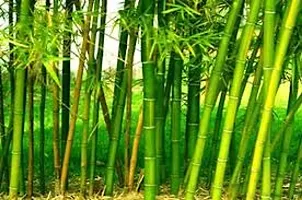 Golden bamboo seeds for planting,High germination (50 seeds)-thumb3
