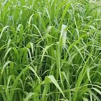 Sudan grass seed, Grass seeds sudan, Best seeds for sudan grass ( 8000 seeds )-thumb1