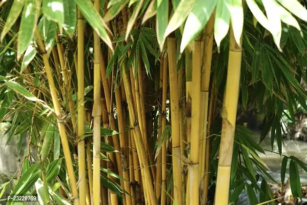 Yellow bamboo plant seeds (350 seeds)-thumb0