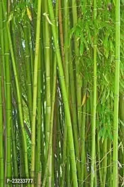 Indoor bamboo seeds for planting,High germination (25 seeds)-thumb3