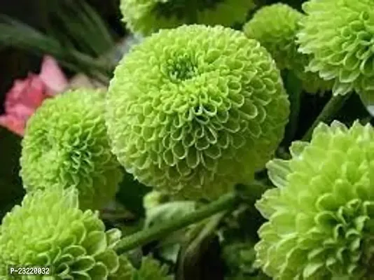 Chrysanthemum flower seeds, Flower seeds for chrysanthemum, Seeds for chrysanthemum flower ( 60 seeds )-thumb3