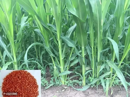 Sorghum sweet sudan grass seeds,grass seeds of sorgum sweet sudan (1000 seeds)-thumb0