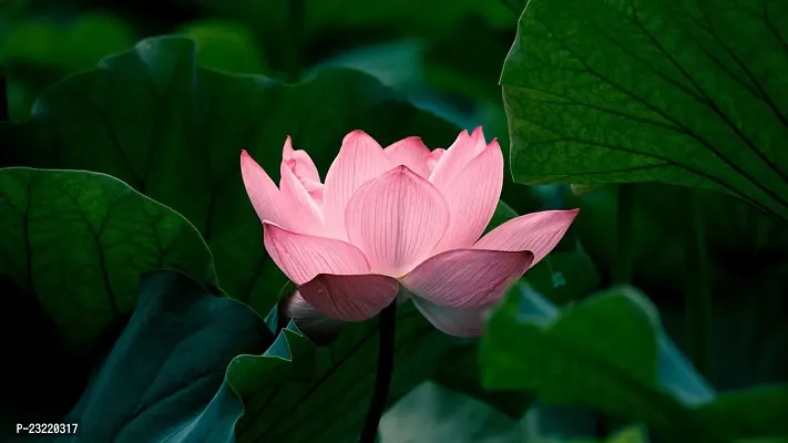 Big size lotus flower seeds, Seeds for lotus flower Big size, 95% germination big size lotus seeds ( 16 seeds)-thumb4