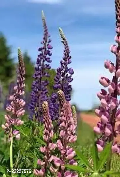 Lupin flower seeds,high germination (30 seeds)-thumb2