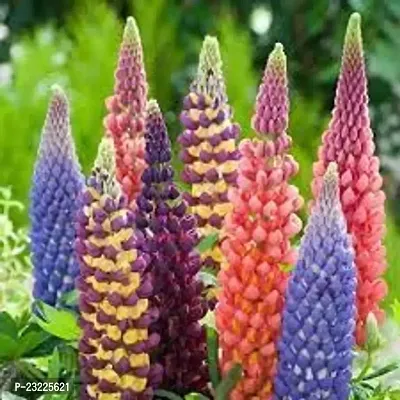 Lupin flower seeds,high germination (25 seeds)-thumb3