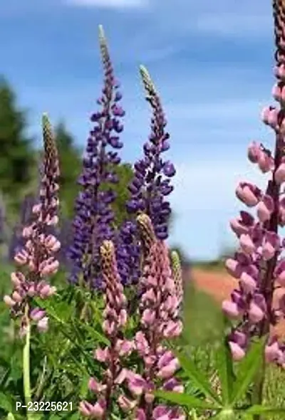 Lupin flower seeds,high germination (25 seeds)-thumb2