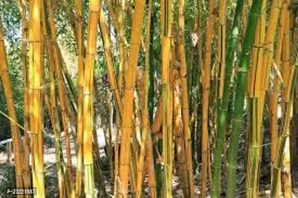 Bamboo plant seeds for home garden (450 seeds)-thumb4