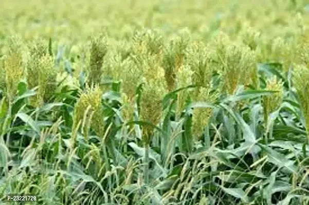 Sorghum sweet sudan grass seeds,grass seeds of sorgum sweet sudan (9000 seeds)-thumb2