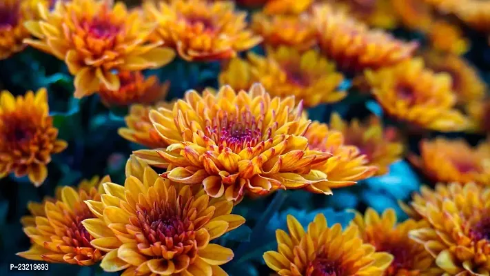 Chrysanthemum flower seeds, Flower seeds for chrysanthemum, Seeds for chrysanthemum flower ( 90 seeds )-thumb0