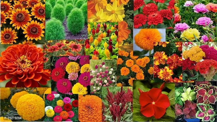 Garden flower seeds, Flower seeds for garden , Seeds for flower in garden ( 120 seeds ) - 100% Germination