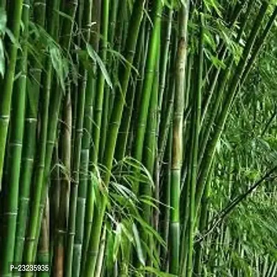 Bamboo seeds for planting,High germination (25 seeds)-thumb0