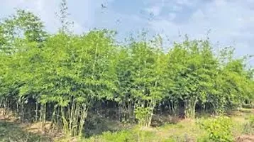 Bamboo plant seeds for home gardening,High germination (45 seeds)-thumb3