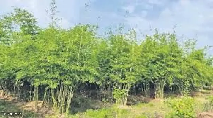 Bamboo plant seeds for home gardening,High germination (45 seeds)-thumb4