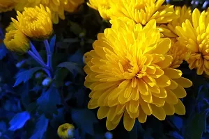 Chrysanthemum flower seeds, Flower seeds for chrysanthemum, Seeds for chrysanthemum flower ( 60 seeds )-thumb4