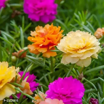 Portulaca double flower plant live multicolour (10 Cuttings Different Colour)-thumb0