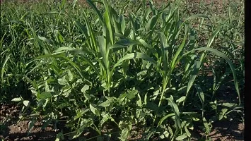 Sudan grass seed, Grass seeds sudan, Best seeds for sudan grass ( 2000 seeds )-thumb1