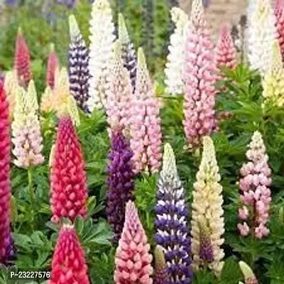 Lupin flower seeds,high germination (30 seeds)-thumb0